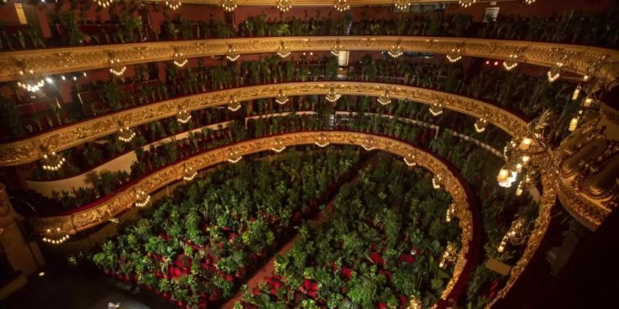 Musiker proben im Gran Teatre del Liceu in Barcelona, wobei alle 2 292 Sitzplätze mit Pflanzen besetzt sind. Foto: Emilio Morenatti/AP/dpa