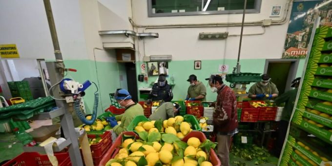 Verpackung von Zitronen nach der Ernte in Minori südlich von Neapel Verpackung von Zitronen nach der Ernte in Minori südlich von Neapel