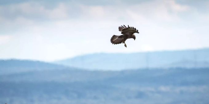 Raubvögel greifen normalerweise keine Menschen an. (Symbolbild) Raubvögel