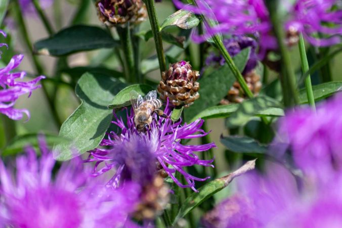 Eine Biene sammelt Nektar von einer Skabiosen-Flockenblume.