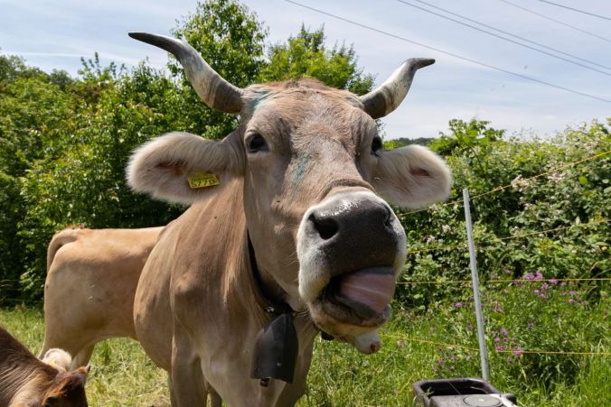Die Tiere freuen sich über die saftig grünen Wiesen.