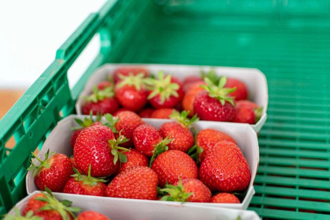 Bereits gepflückte Erdbeeren befinden sich im Hofladen.