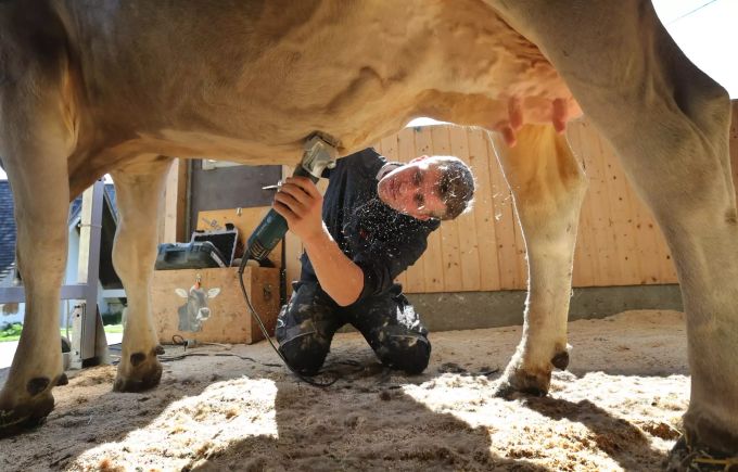 Sogenannte Kuhfitter wie Tobias Guggemos (Bild) richten das Hausrind für grosse Auftritte her. hausrind