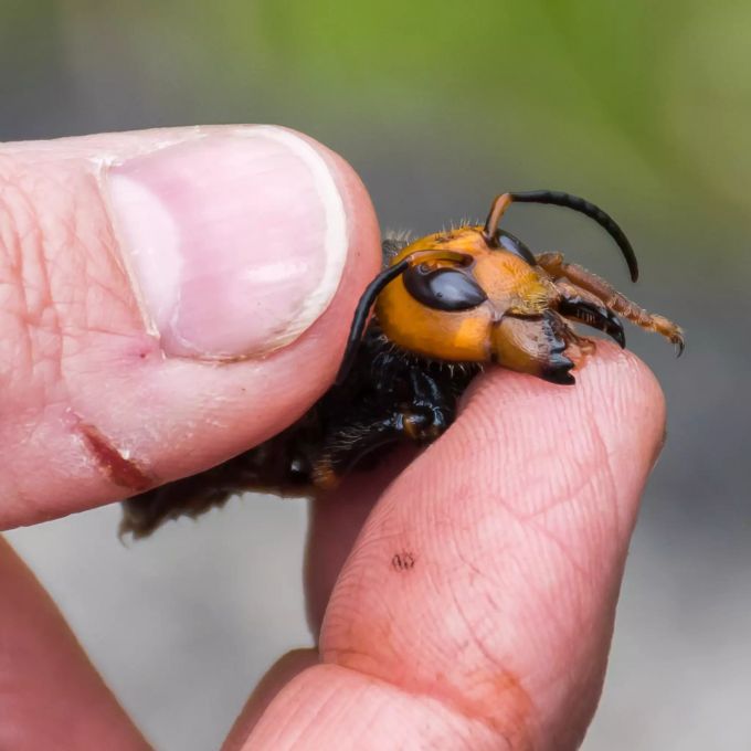 Ein Forscher hält eine tote asiatische Riesenhornisse. Die grösste Hornisse der Welt, ein 2 Zoll langer Killer mit Appetit auf Honigbienen, wurde im Staat Washington gefunden, und Entomologen machen Pläne, sie auszurotten. Von einigen als «Mordhornisse» bezeichnet, hat die asiatische Riesenhornisse einen Stachel, der für manche Menschen tödlich sein könnte. Sie beginnt gerade erst, aus dem Winterschlaf aufzutauchen. Foto: Karla Salp/Washington State Department of Agriculture/AP/dpa Asiatische Riesenhornisse