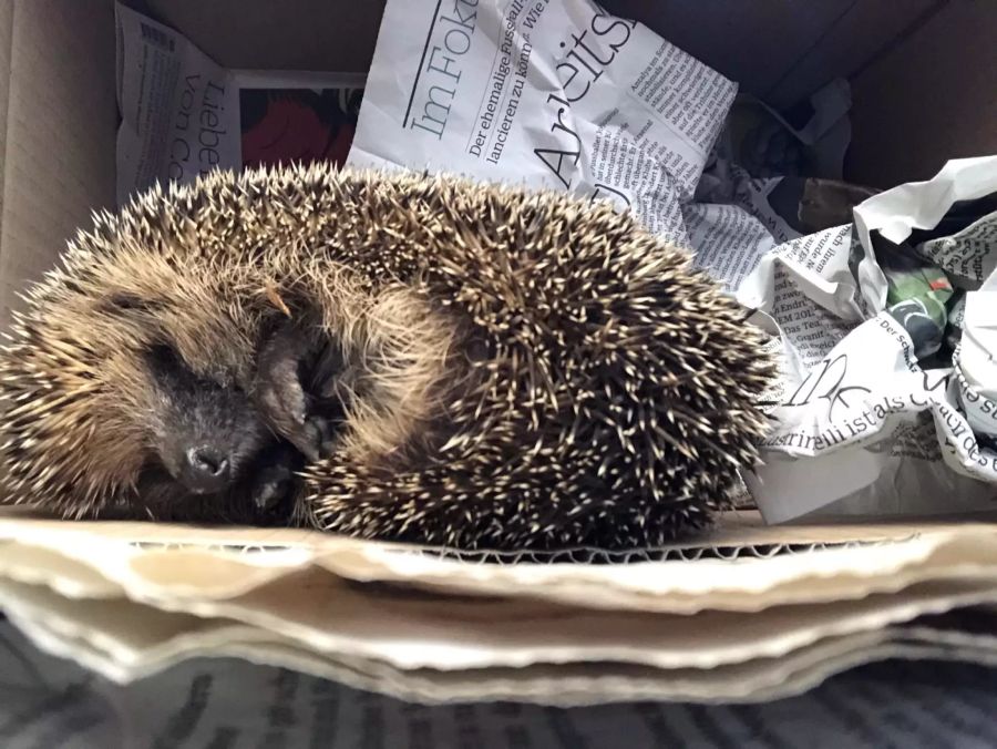 Auch für Igel stellen die weggeworfenen Hygienemasken eine Gefahr dar.