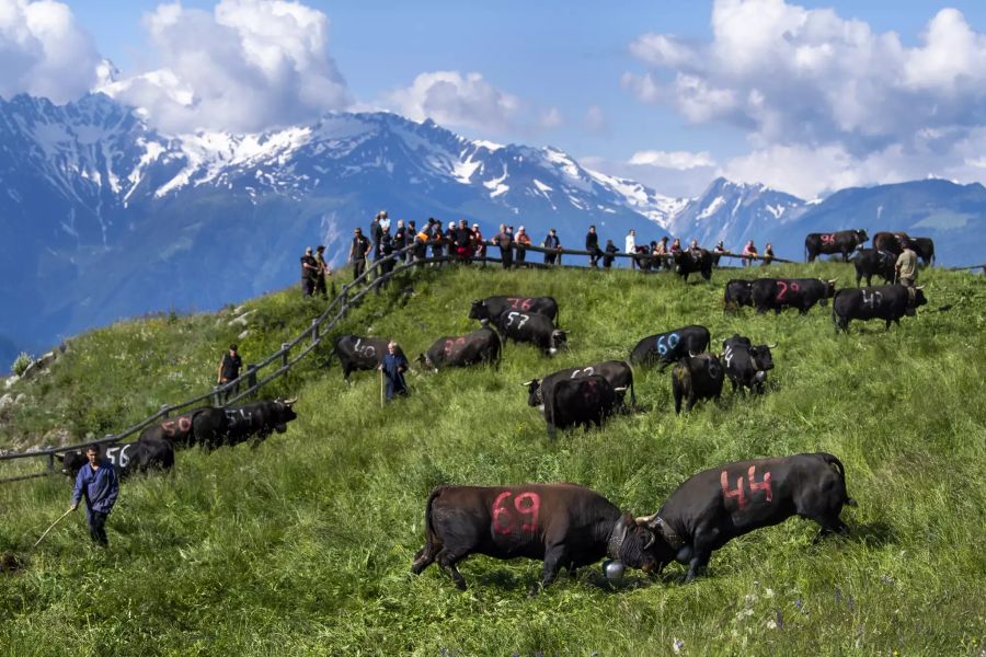 Kuhkampf in der Schweiz