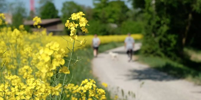 Rapsfeld Spaziergang - Kloten Rapsfeld Spaziergang - Kloten