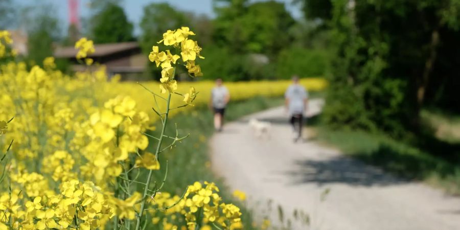 Ein Spazierweg in der Region Kloten.