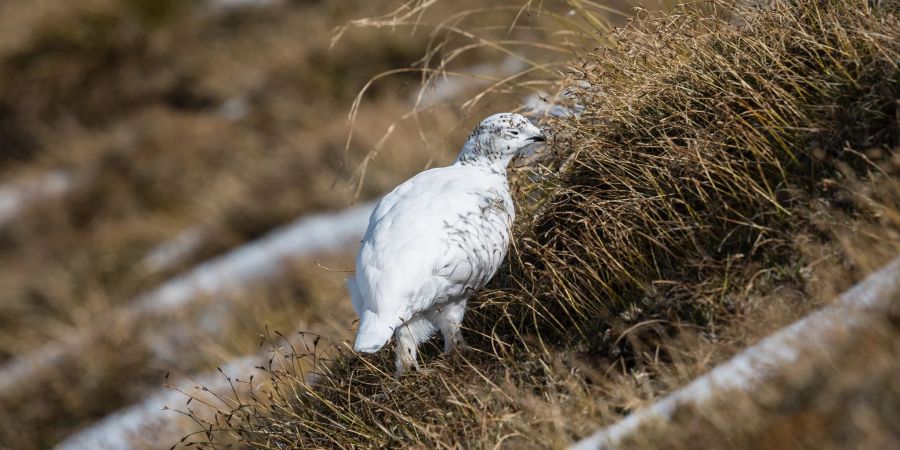 Alpenschneehuhn