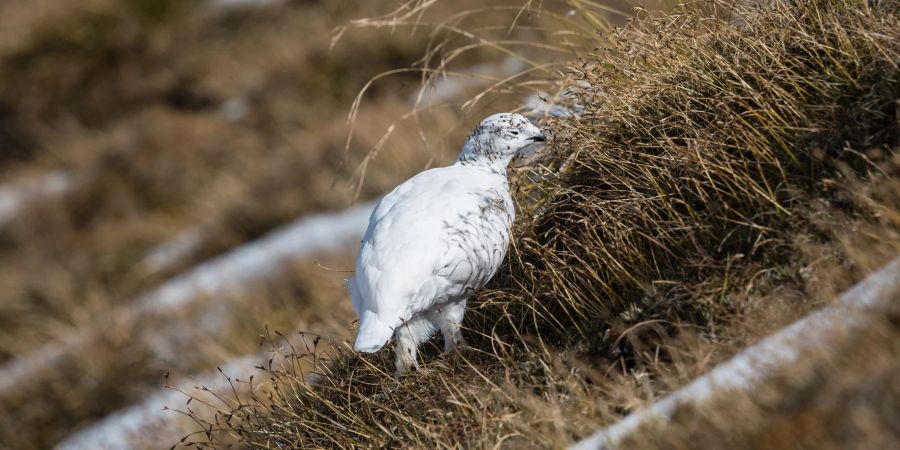 Besonders Alpenschneehühner sind von milden Wintern bedroht.