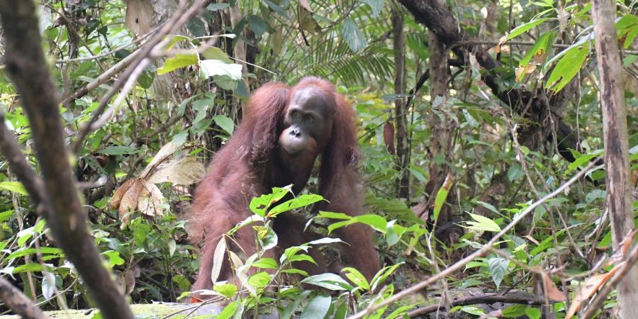 Orang-Utan Ben bei seiner Auswilderung im Bukit Baka Bukit Raya Nationalpark in Zentral-Kalimantan.