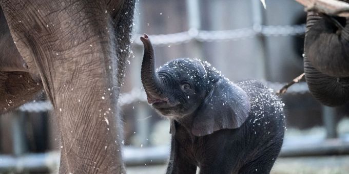 Der junge Elefantenbulle Tsavo aus dem Wuppertaler Zoo wurde eingeschläfert. elefant