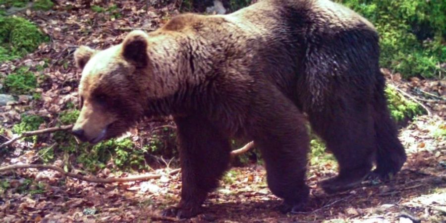 Bär