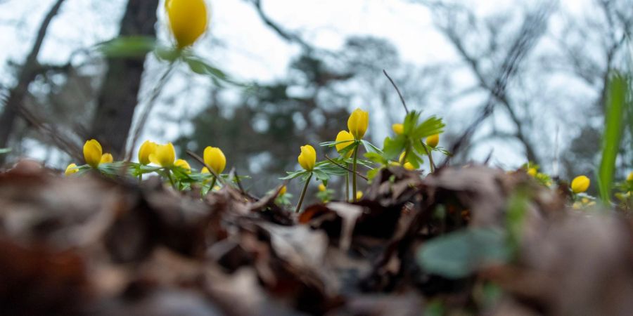Winterlinge (Eranthis hyemalis) blühen in Sachsen-Anhalt.