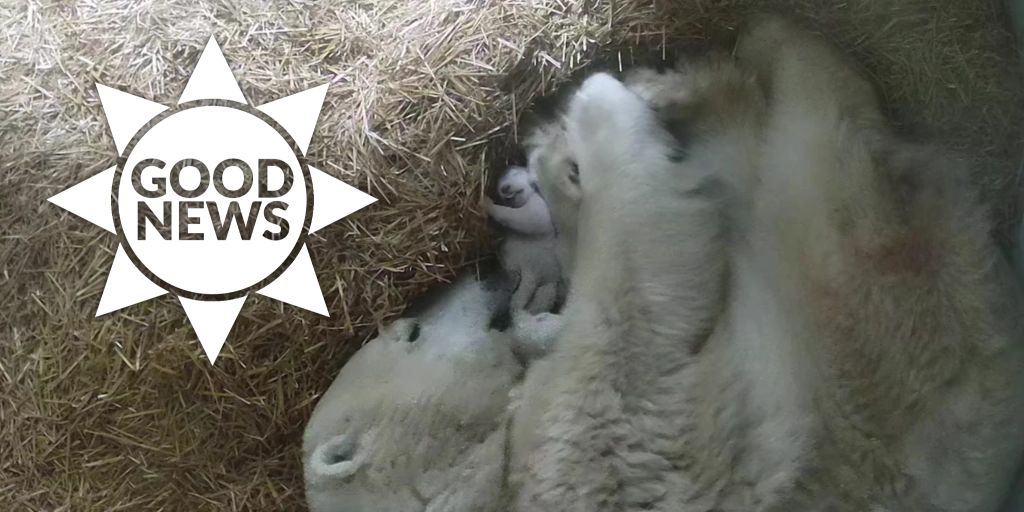 Toledo Zoo (USA) Nachwuchs bei gefährdeten Eisbären