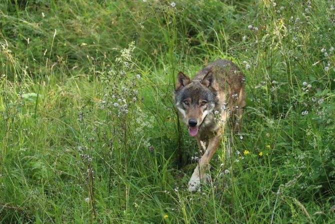 Wolf Tierschutz Referendum