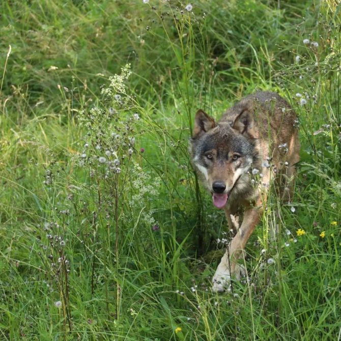 Wolf Tierschutz Referendum