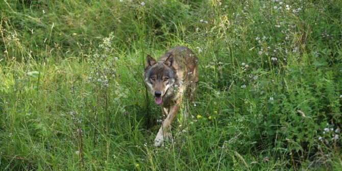 Wolf Tierschutz Referendum