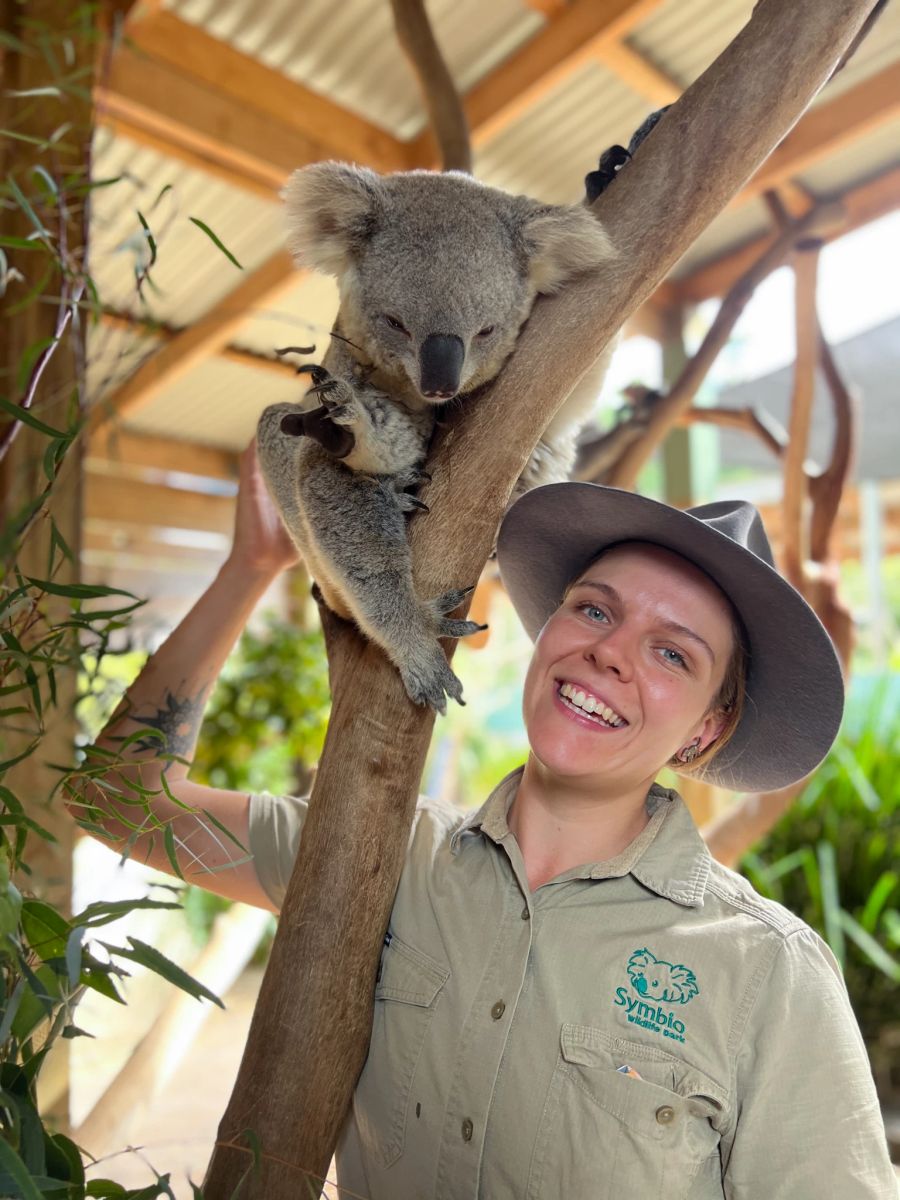 Koala Baum Tierpflegerin Symbio