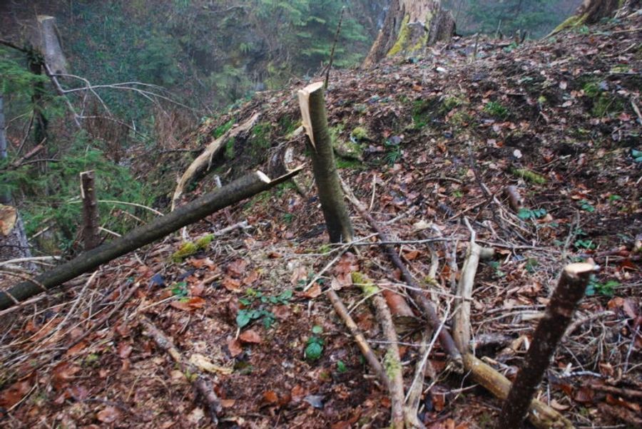 Unbekannte zerstörten im Ruestelwald in Pfäffikon SZ mehr als 50 Bäume.