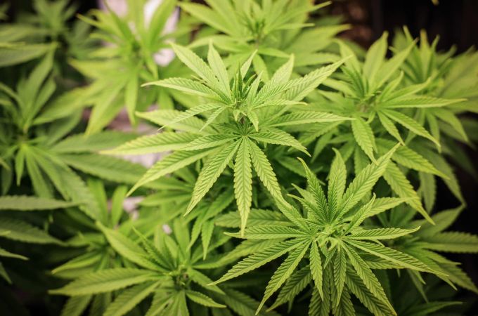 Der Schaden durch die Nager betrifft unter anderem 400'000 Pfund Marihuana. (Symbolbild) Marihuana Symbolbild