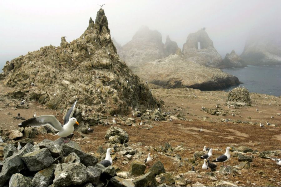 Die Farallon-Inseln vor San Francisco sind ein historischer Brutplatz für Pelzrobben und seit 1972 ein Naturschutzgebiet.