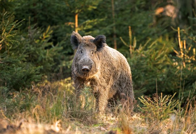 Bei Wildschweinfleisch ist darauf zu achten, dass es nicht radioaktiv belastet ist. Wildschweinfleisch