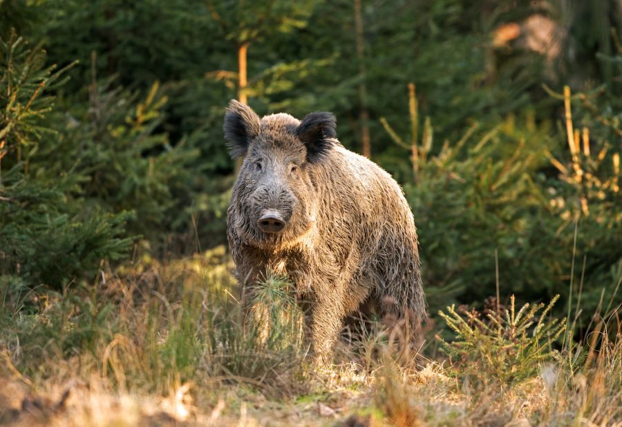 Wildschweinfleisch