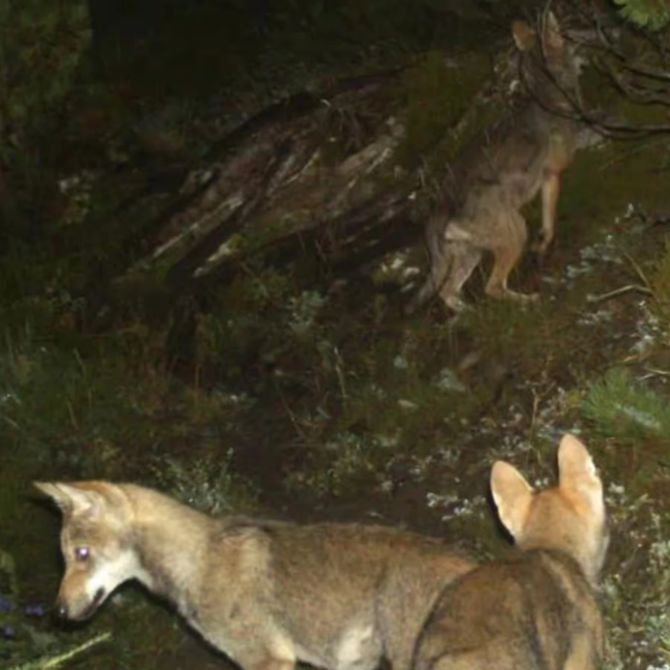 Wolf Graubünden Abschuss