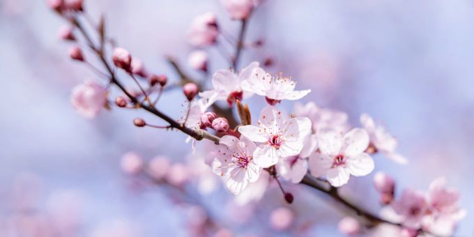 Japan schenkt den USA neue Kirschbäume. (Symbolbild) Kirschbaum Kirschblüte
