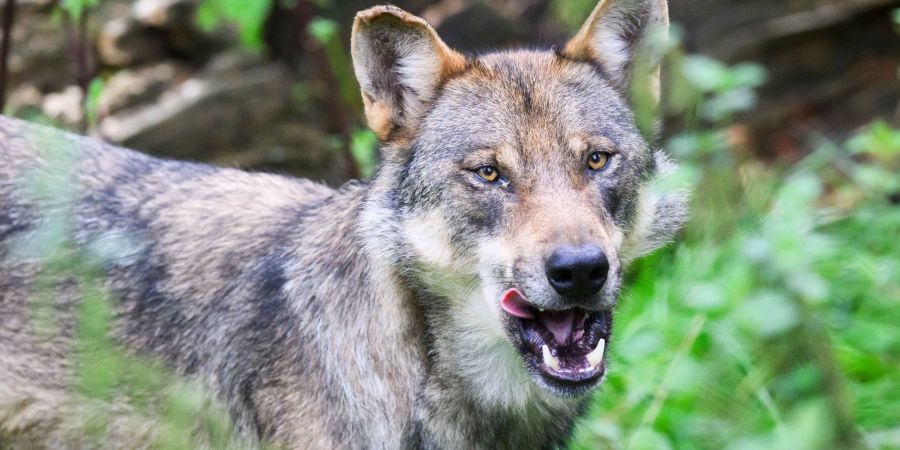 Rehe, Wildscheine und Hirsche: Wölfe finden in Deutschland mehr als genug Beute.