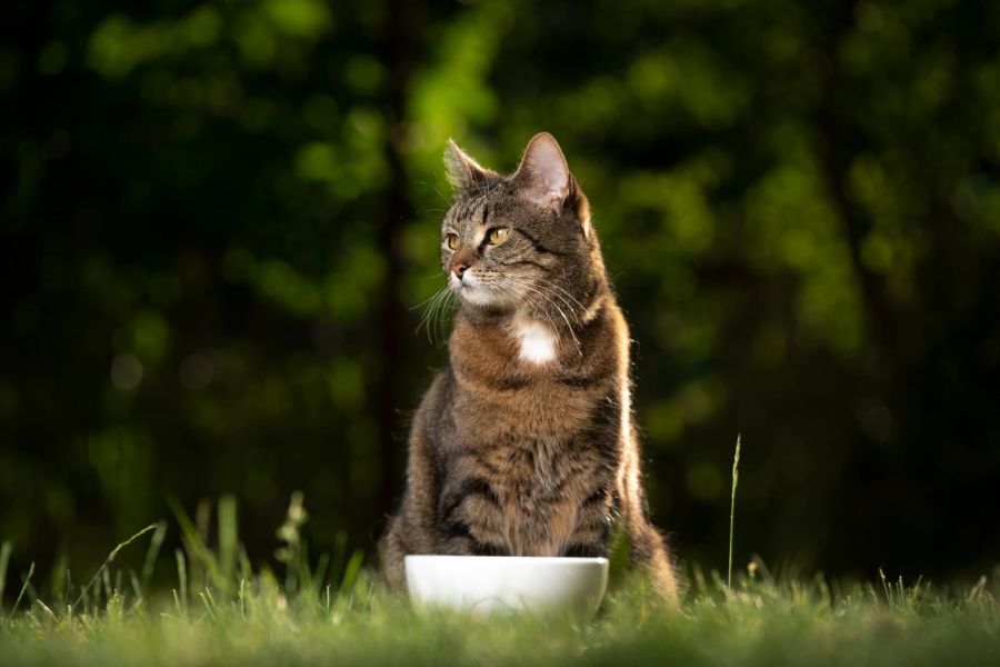 Bieten Sie Katzen kein Futter im Garten an, da sie sonst immer wieder kommen.