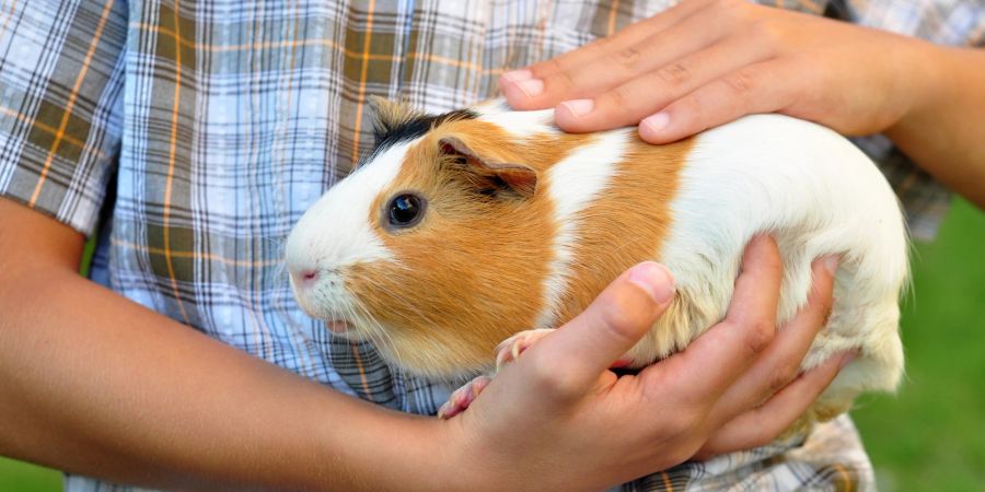 Junge hält Meerschweinchen