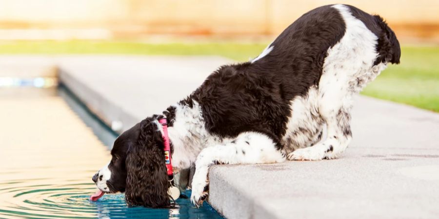 Dehydrierte Hunde zeigen eine Reihe häufiger Symptome.