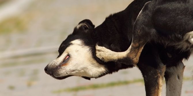 Hund, der sich kratzt