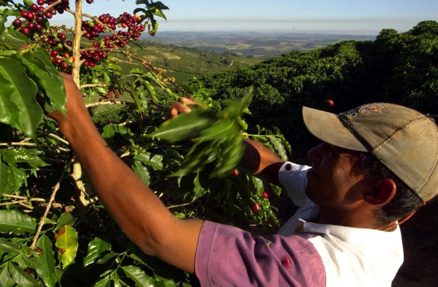 Brasilien ist einer der grössten Kaffeeproduzenten der Welt.