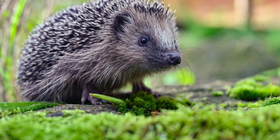 Igel werden von Mährobotern schnell übersehen. Bereits kleine Hautverletzungen können für die Tiere lebensbedrohlich sein.