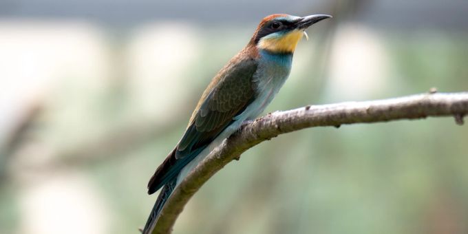 Jungvogel Bienenfresser im Tierpark Bern.