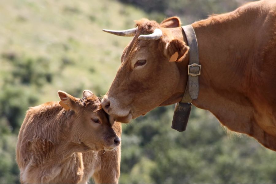 Tierschutz