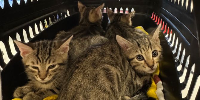 Junge Katzen Babys ausgesetzt