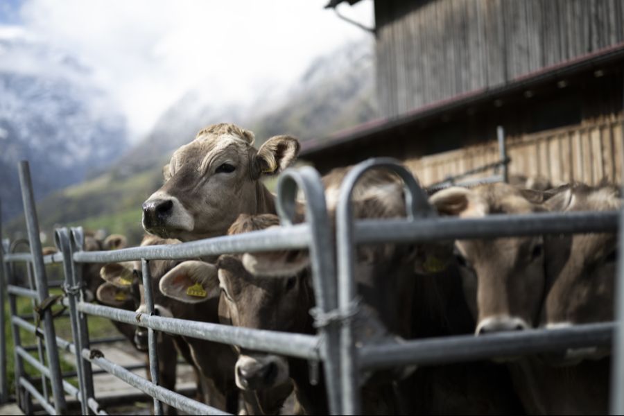Im Kanton St. Gallen darf PFAS-belastetes Fleisch weiterhin verkauft werden. (Symbolbild)