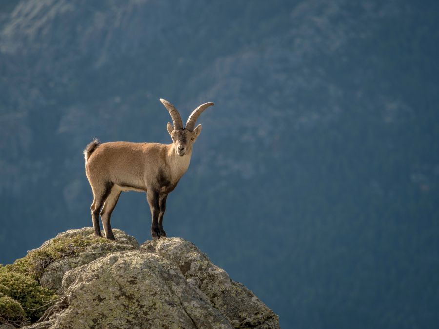 steinbock alpen