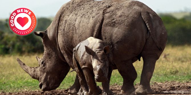 Nashorn Kenia
