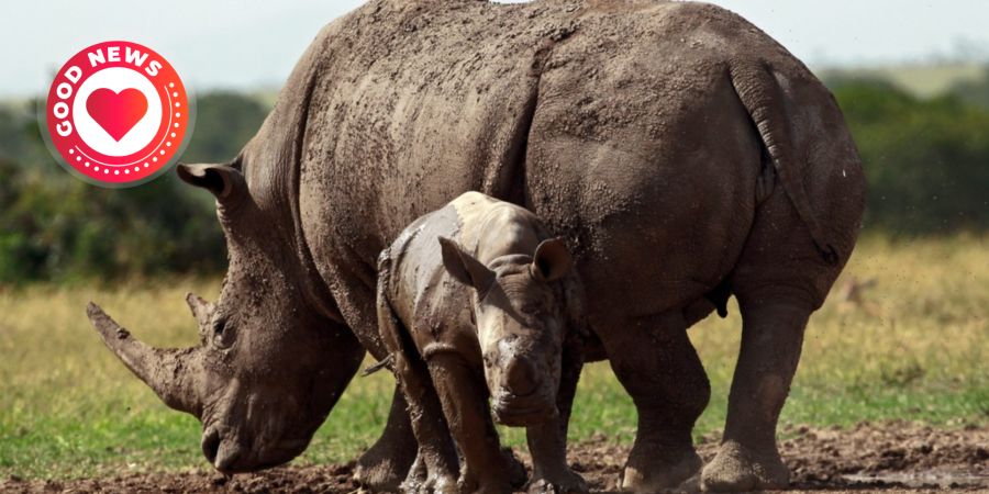 Nashorn Kenia