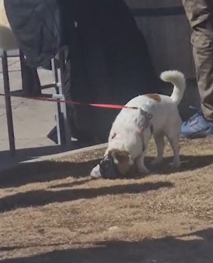 Hund Sonnenbrille