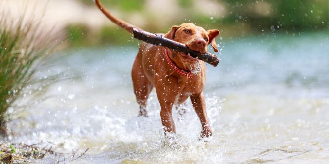 hund sommer gefahren