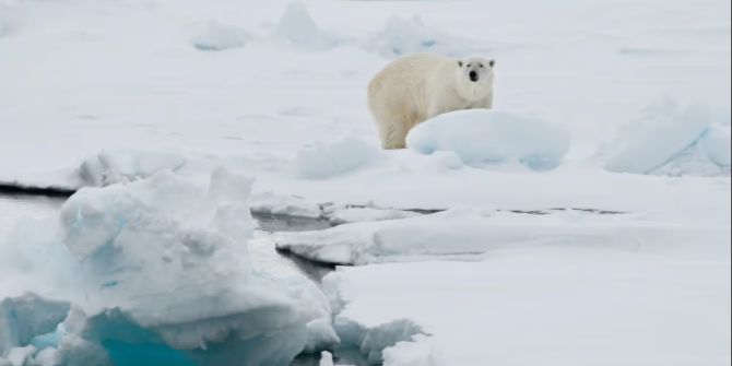 eisbär