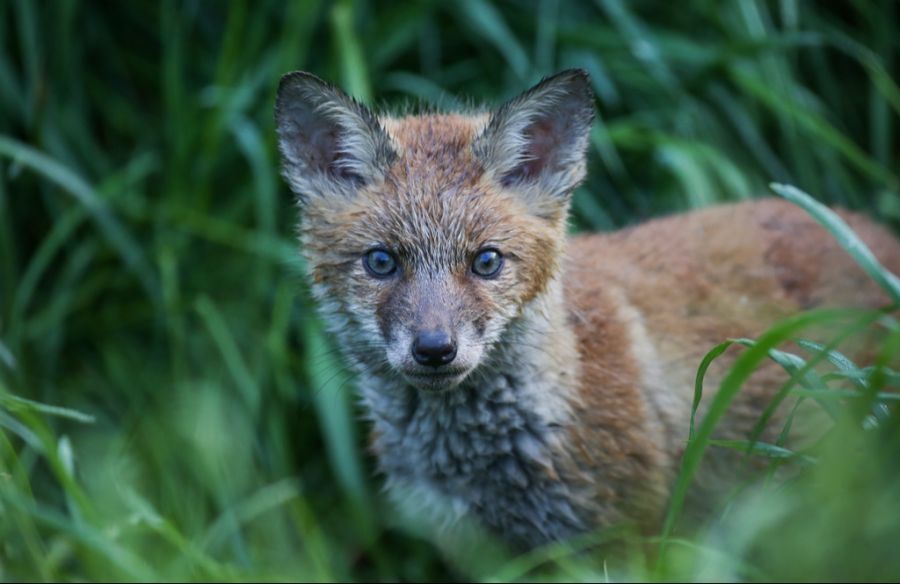 Denn das kann einen Fuchs zahm machen und ihn die Scheu vor Menschen verlieren lassen.
