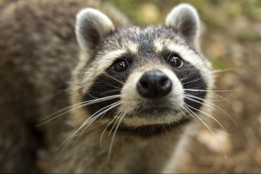 Die niedlichen Tiere sollen im Kanton Luzern nun konsequent geschossen werden.