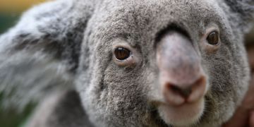 Koalas